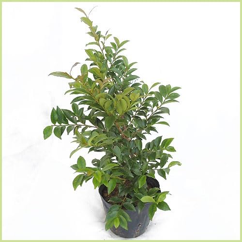 Amazon.co.jp: ヒサカキの苗木 15cmポット苗 姫榊 : DIY・工具・ガーデン